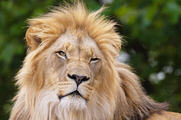 close-up image of a lion's head. expression is calm and majestic