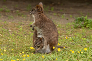 Bennett's wallaby Macropus or Notamacropus rufogriseus