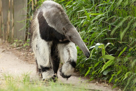 Giant anteater cute animal from Brazil.