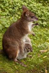Bennett's wallaby Macropus or Notamacropus rufogriseus