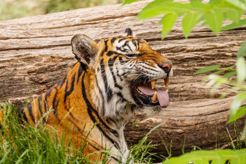 Fototapeta premium Sumatran tiger family with two little cubs