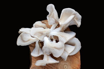 Freshly harvested oyster mushroom cluster on black background. Top view