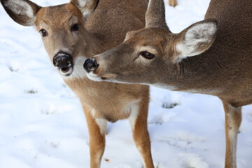 Obraz premium two deer playing in winter