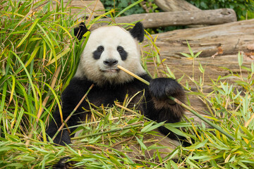 giant black and white panda is eating bamboo. Large animal closeup