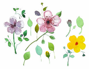 Set of botanical flower. Hand painting illustrations with wildflowers.