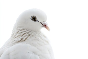 Obraz premium A detailed view of a pigeon's face on a white background