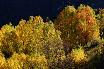 Fototapeta premium Footage of a forest full of trees decorated with autumn colors.