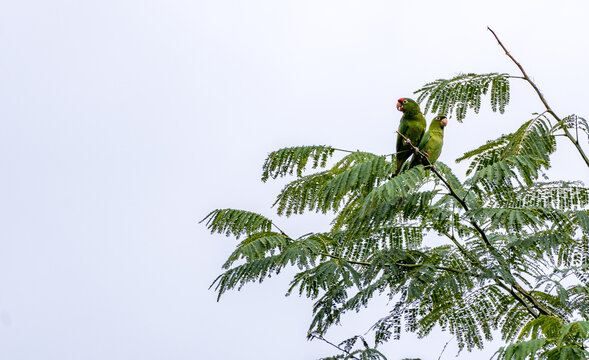 Two green parrots perched on a branch in San Ramon