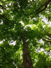 A tree is seen from the top, with its leaves shining in the sunlight. The tree is tall and has a strong trunk. Concept of growth and strength, as the tree stands tall. Ontario Canada