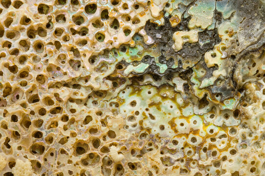 Textured Surface of an Abalone Shell Close-Up
