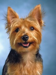 A small brown and black dog with a black nose and a black and brown face