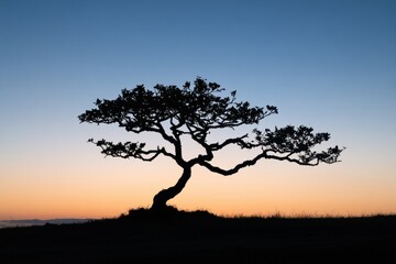 Obraz premium A tree is silhouetted against a beautiful sunset sky