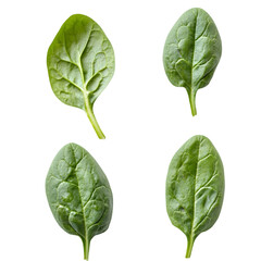 Fototapeta premium Fresh Spinach Leaves Green Healthy Food Ingredient Salad Cooking Nutrition Diet V