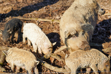 Obraz premium A sow with curly fur is surrounded by her piglets of varying colors as they forage among dry leaves and branches