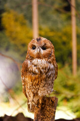 A small owl with warm brown and white feathers sits perched on a wooden stump, set against a blurred, green forest background