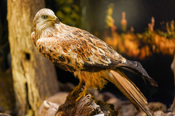 A majestic bird of prey with intricate brown and beige plumage perches on a log, with a blurred forest background