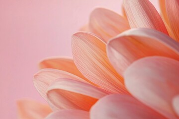 Fototapeta premium A close up of a pink flower with a pink background