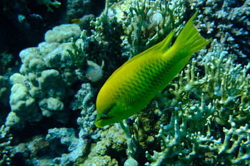Slingjaw wrasse (Epibulus insidiator) female undersea, Red Sea, Egypt, Sharm El Sheikh, Montazah Bay