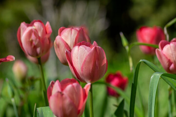 Bright light pink yellow color country Darwin tulips in bloom, bouquet of springtime flowering petal plants in the garden