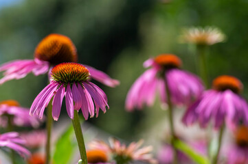 Echinacea purpurea purple white coneflowers flowering plants, group of ornamental medicinal hedgehogs flowers in bloom