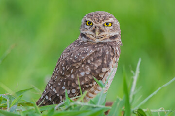 Burrowing Owl (Athene cunicularia) in the ground