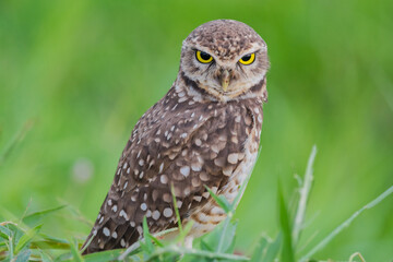 Burrowing Owl (Athene cunicularia) in the green background