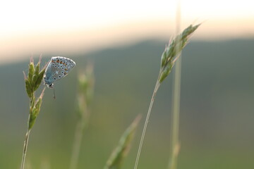 una farfalla licenide su un fiore in primavera