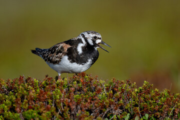 A ruddy turnstone looking for food in the North Scandinavian fells