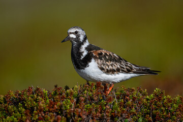 A ruddy turnstone looking for food in the North Scandinavian fells
