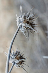 two dried milk thistles covered with frost