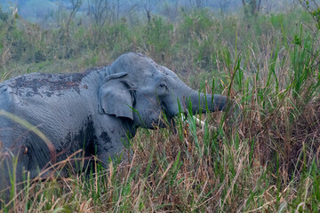 elephant in the wild