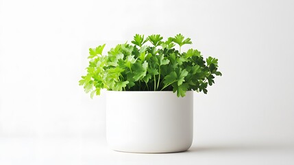 Fototapeta premium Fresh parsley plant in a simple white pot against a bright white background. Minimalist, clean, and vibrant, perfect for culinary or lifestyle imagery.
