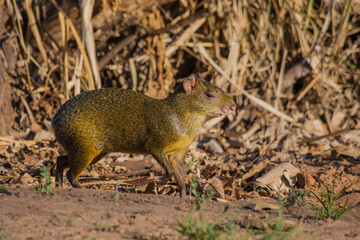 Common Agouti (Dasyprocta sp.) in the field