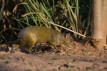 Common Agouti (Dasyprocta sp.) looking for food