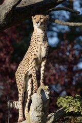 cheetah in the grass