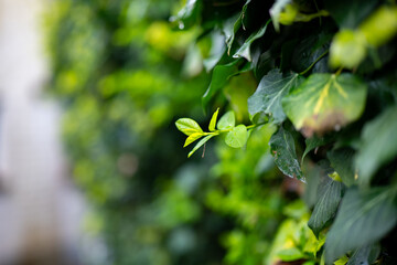 Close-up of fresh green ivy leaves on a garden wall with blurred background. Nature photography