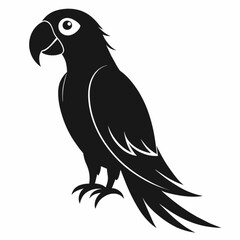 black and white bird