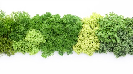 Fototapeta premium Fresh Green Herbs and Leafy Greens on White Background for Culinary Use