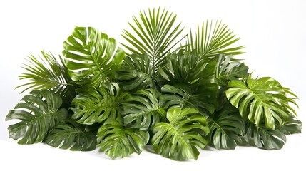 Lush arrangement of tropical leaves, including monstera deliciosa and palm fronds, creates a vibrant green display against a white background. Ideal for adding a touch of the tropics to any design.
