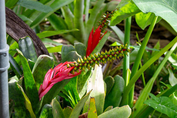 Bromélia Nudicaulis Verde (Aechmea nudicaulis). Gravataí de pedra ou Caraguatá de pedra.