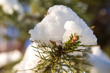 Winter time in Paltinis, Romania