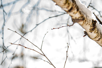 Winter time in Paltinis, Romania