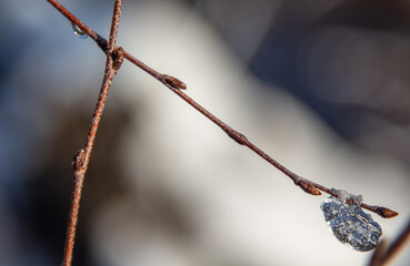 Winter time in Paltinis, Romania