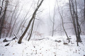 autumn forest with snow and trees