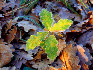 An oak tree sapling (Quercus robur) poking through the autumn leaves on a frosty morning
