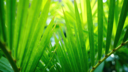 Close-up of lush green palm fronds with sunlit details