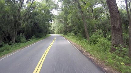 Serene Curved Road Through Lush Green Forest in Bright Natural Light
