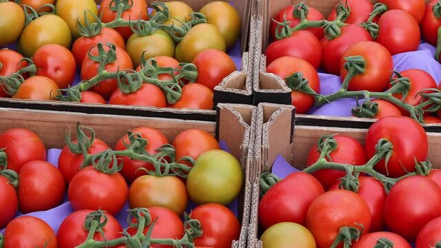Cajas de tomate rama reci&eacute;n recolectado