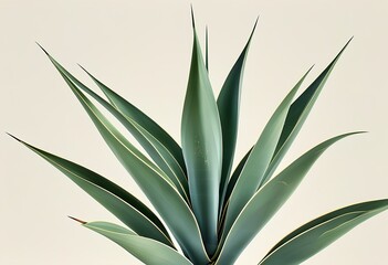 agave