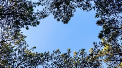 trees in the sky